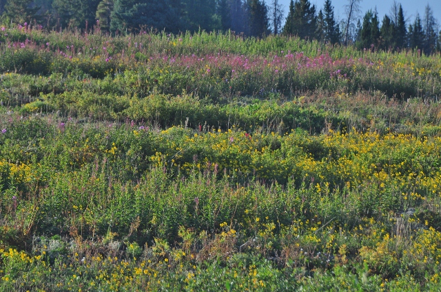 On Highway 40, a field of wildflowers